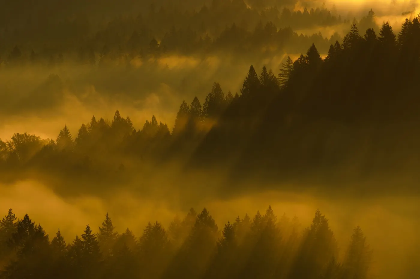 Forêt de résineux dans la brume, éclairée de biais par le soleil levant.